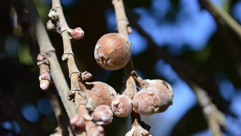 Cây dược liệu cây Cọ nọt, Da lá lệch - Ficus semicordata Buch. - Ham. ex J.E. Sm. (F. cunia Ham. ex Roxb.)