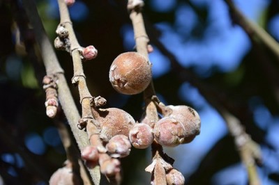 Cây dược liệu cây Cọ nọt, Da lá lệch - Ficus semicordata Buch. - Ham. ex J.E. Sm. (F. cunia Ham. ex Roxb.)