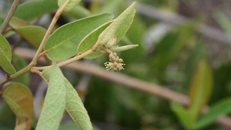 Cây dược liệu cây Côn chè, Cù đèn chè - Croton potabilis Croiz