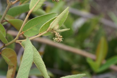 Cây dược liệu cây Côn chè, Cù đèn chè - Croton potabilis Croiz