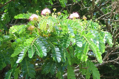 Cây dược liệu cây Còng, Me tây - Samanea saman (Jacq.) Merr