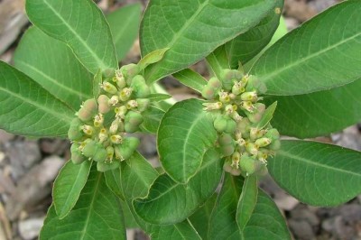 Cây dược liệu cây Cỏ mủ hay Cỏ sữa khác lá - Euphorbia heterophylla L