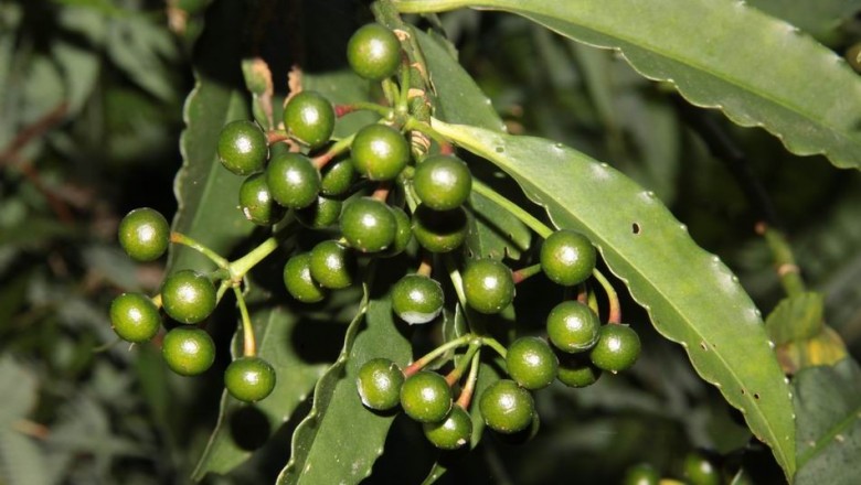 Cây dược liệu cây Cơm nguội xanh tươi, Cơm nguội độc - Ardisia virens Kurz. (A. tonkinensis A. DG. A. evonymifolia Pit., A. stellifera Pit