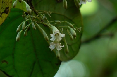 Cây dược liệu cây Chân trâu, Cây móng bò, Tai voi - Bauhinia malabarica Roxb