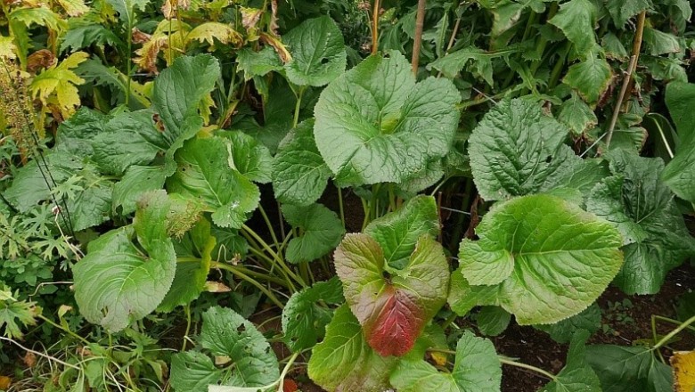 Cây dược liệu cây Cỏ móng ngựa, Rạng - Ligularia hodgsonii Hook. f