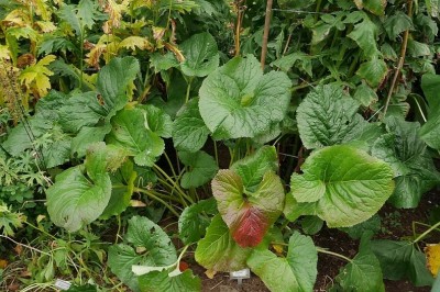 Cây dược liệu cây Cỏ móng ngựa, Rạng - Ligularia hodgsonii Hook. f