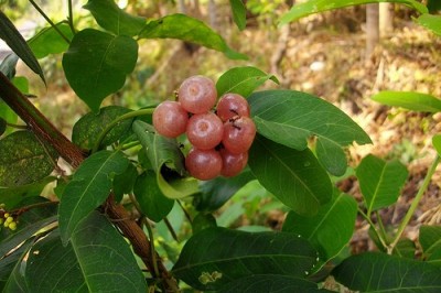 Cây dược liệu cây Cơm rượu - Glycosmis pentaphylla (Retz.) Correa