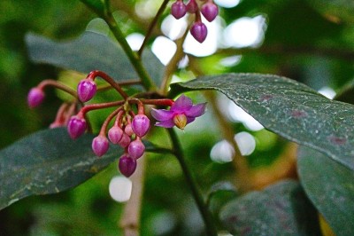 Cây dược liệu cây Cơm nguội nhỏ, Lục chột, Cây dang dang - Ardisia humilis Vahl