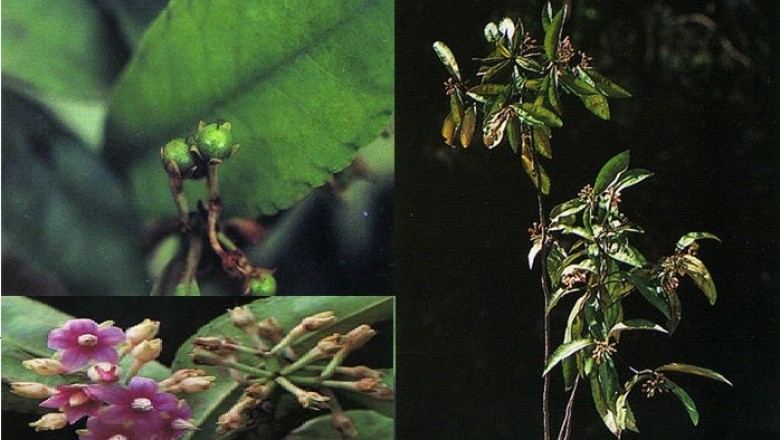 Cây dược liệu cây Cơm nguội ngù - Ardisia corymbifera Mez