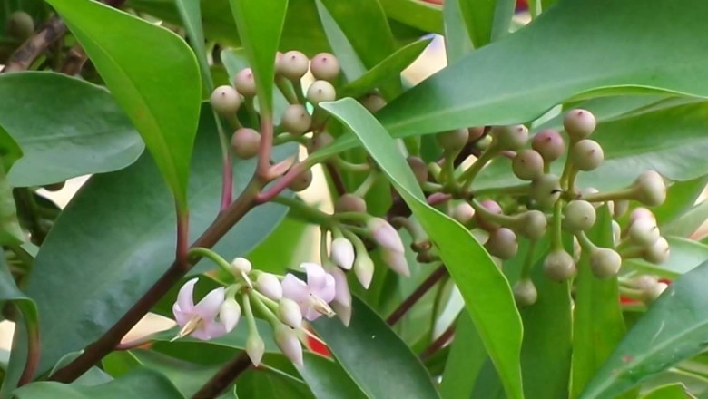 Cây dược liệu cây Cơm nguội màu, Cơm muỗi ăn - Ardisia colorata Roxb