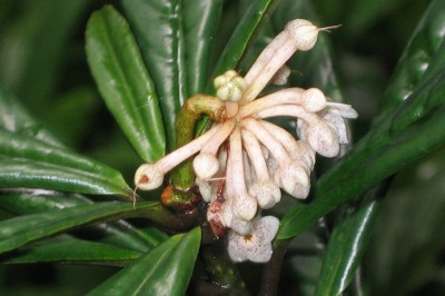 Cây dược liệu cây Cơm nguội tuyến - Ardisia punctata Lindl