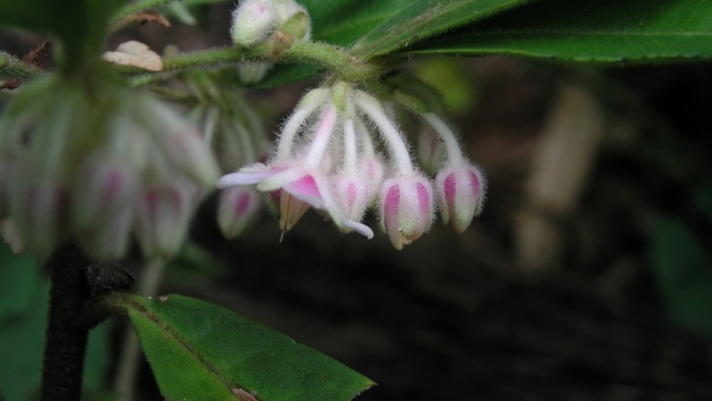 Cây dược liệu cây Cơm nguội lông, Cơm nguội áo - Ardisia villosa Roxb