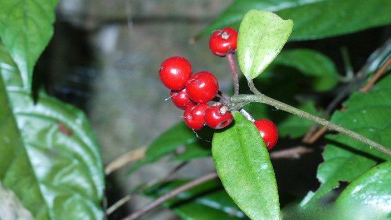 Cây dược liệu cây Cơm nguội thân ngắn, Lá khôi thân ngắn - Ardisia brevicaulis Diels