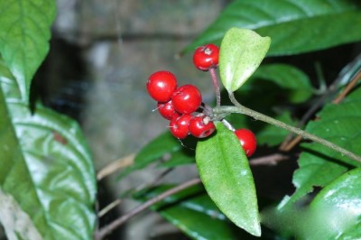 Cây dược liệu cây Cơm nguội thân ngắn, Lá khôi thân ngắn - Ardisia brevicaulis Diels