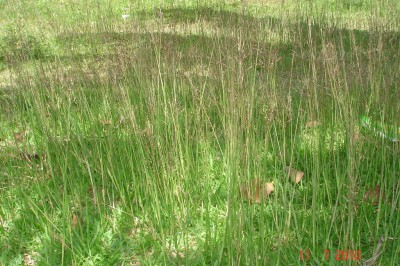 Cây dược liệu cây Cỏ may - Chrysopogon aciculatus (Retz.) Trin