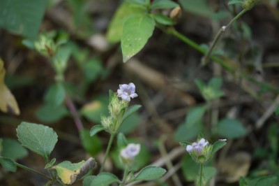 Cây dược liệu cây Cơm nếp - Strobilanthes affinis (Griff.) Y.G. Tang (S. acrocephalus T. Anders, var. glabrior R. Ben