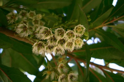Cây dược liệu cây Côm lá thon, Côm bộng - Elaeocarpus lanceifolius Roxb. (E. lacunosus Wall. ex Kurz)
