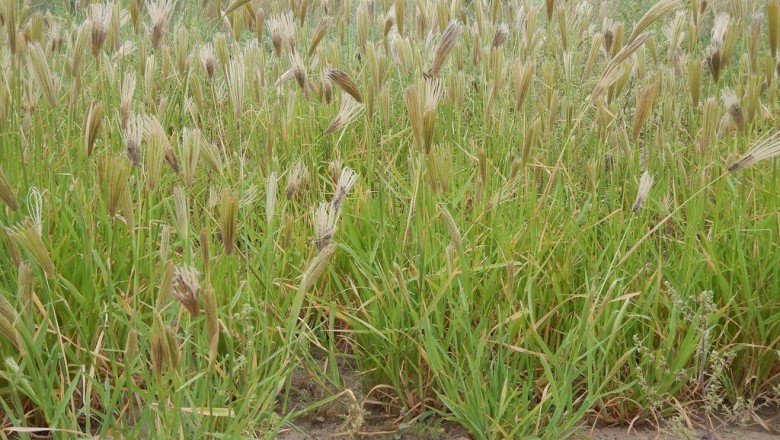 Cây dược liệu cây Cỏ mật nhẵn, Cỏ đuôi hổ, Lục cong - Chloris virgata Sw