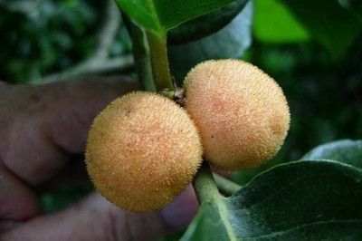 Cây dược liệu cây Chay - Artocarpus lakoocha Roxb