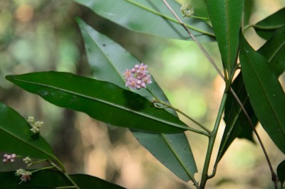 Cây dược liệu cây Cơm nguội, Cơm nguội năm cạnh - Ardisia quinquegona Blume