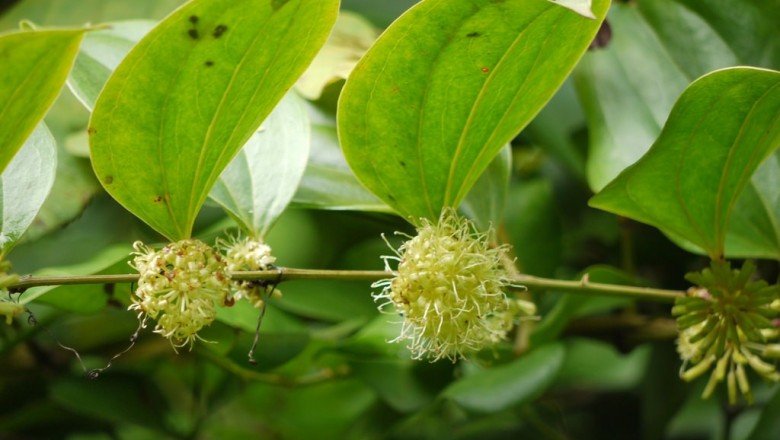 Cây dược liệu cây Côm lang, Dây chong chóng - Smilax perfoliata Lour