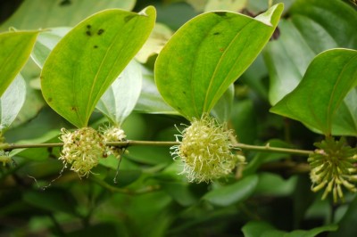 Cây dược liệu cây Côm lang, Dây chong chóng - Smilax perfoliata Lour