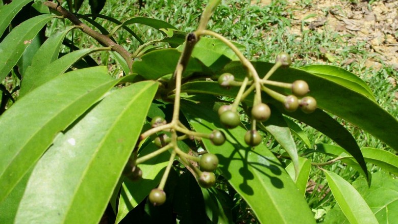 Cây dược liệu cây Cơm nguội búng, Cơm nguội Helfer - Ardisia helferiana Kurz