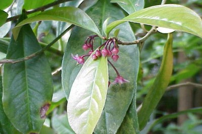 Cây dược liệu cây Cơm nguội cà - Ardisia solanacea Roxb. (A. humilis Vahl f. obovata Mez)