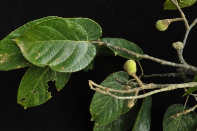 Cây dược liệu cây Chay Cúc phương, Chay Petelot, Mit Petelot - Artocarpus petelotii Gagnep