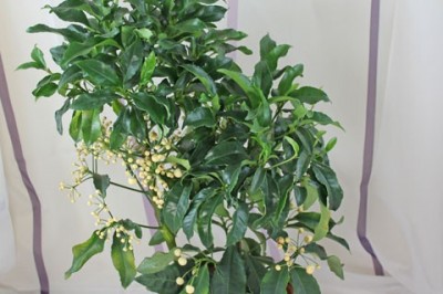 Cây dược liệu cây Cơm nguội bẹp - Ardisia depressa Clarke