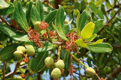 Cây dược liệu cây Chây xiêm - Buchanania siamensis Miq