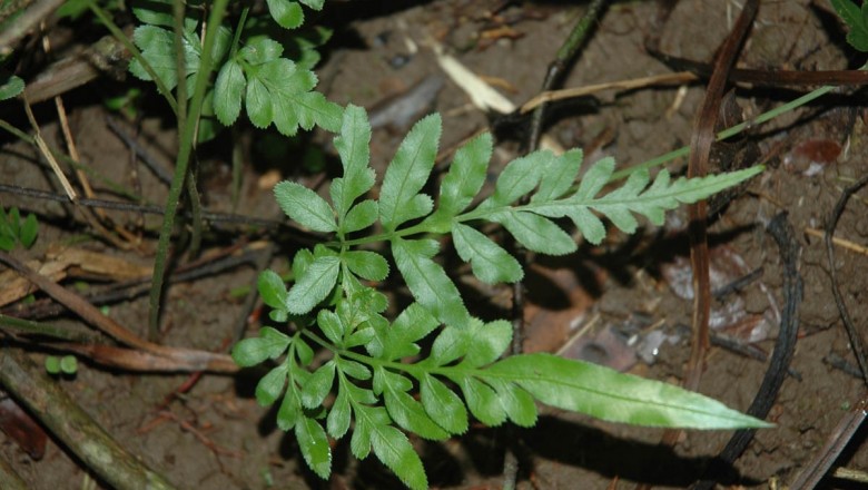 Cây dược liệu cây Cỏ luồng, Cỏ seo gà - Pteris ensiformis Burm