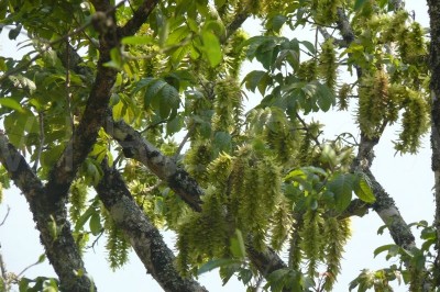 Cây dược liệu cây Chẹo bông - Engelhardtia spicata Lesch. ex Blume