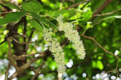 Cây dược liệu cây Chè quay, Chà nan Nam Bộ - Homalium cochinchinenssis (Lour.) Druce (H. fugifolium Benth)