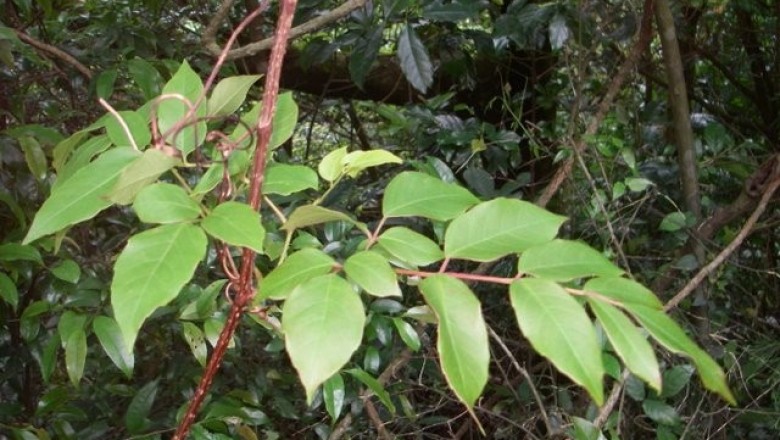 Cây dược liệu cây Chè dây - Ampelopsis cantoniensis (Hook. et Arn) Planch