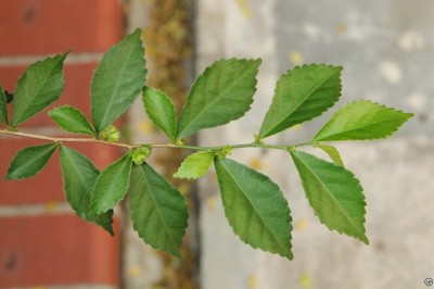 Cây dược liệu cây Chè hàng rào, Trà hàng rào - Acalypha siamensis Oliv. ex Goge (A. evrardii Gagnep.)