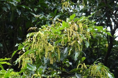 Cây dược liệu cây Chẹo, Chẹo tía - Engelhardtia roxburghiana Wall