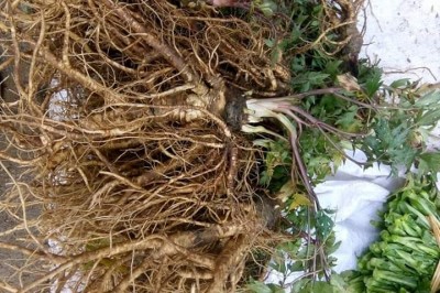 Sâm đương quy loại thánh dược bổ Máu