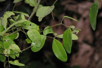 Cây dược liệu cây Chiêng chiếng, Dây móc mèo, Dây múi biển - Caesalpinia crista L. (C. nuga (L.) Ait.)
