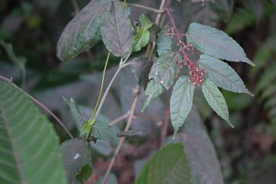 Cây dược liệu cây Chìa vôi Java, Hồ đằng hai màu - Cissus javanica Don (discolor Blume)