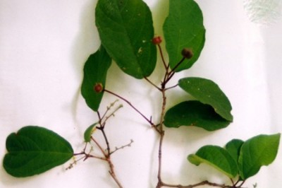 Cây dược liệu cây Chiết cánh, Kiết cánh - Mallotus glabriusculus (Kurz) Pax et Hoffin (Coelodiscus glabriusculus Kurz. C. coudercii Gagn., Mallotus coudercii (Gagn.) Airy Shaw)