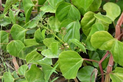 Cây dược liệu cây Chìa vôi sáu cạnh, Hồ đằng sáu cạnh - Cissus hexangularis Thorel ex Planch