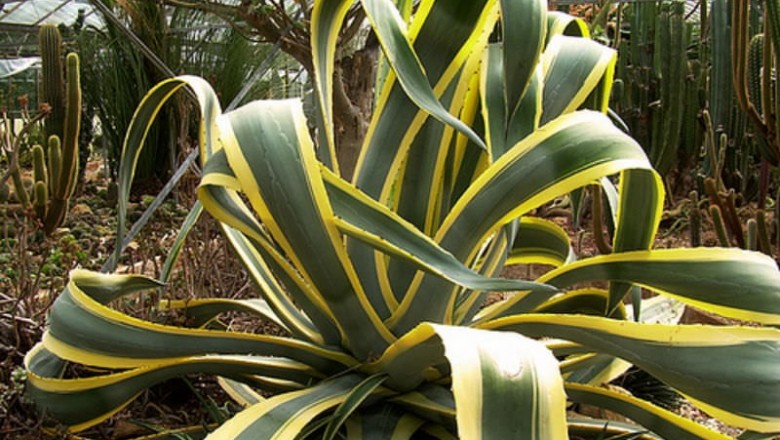 Cây dược liệu cây Dứa Mỹ - Agave americana L. var. marginata Baill