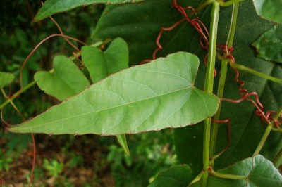 Cây dược liệu cây Chìa vôi mũi giáo, Hồ đằng mũi giáo - Cissus hastata (Miq.) Planch. (Vitis hastata Miq.)