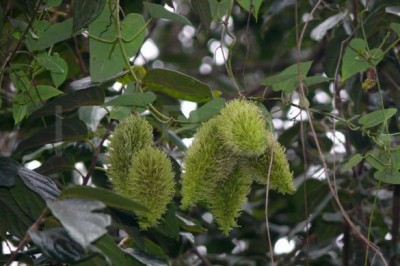 Cây dược liệu cây Dưa lông nhím, Quả lông nhím - Cynanchum corymbosum Wight