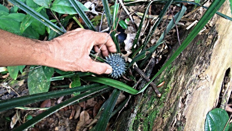 Cây dược liệu cây Dứa gỗ nhỏ - Pandanus humilis Lour. (P. pierrei Mart.)