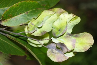 Cây dược liệu cây Chiêu liêu nghệ, Chiêu liêu ổi, Chiêu liêu đen, Bần nâu - Terminalia nigrovenulosa Pierre ex Laness (T.triptera Stapf)