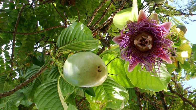 Cây dược liệu cây Dưa gang tây, Chùm hoa dưa - Passiflora quadrangularis L