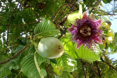 Cây dược liệu cây Dưa gang tây, Chùm hoa dưa - Passiflora quadrangularis L
