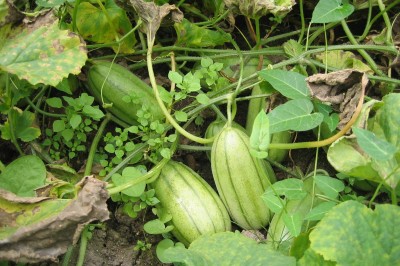 Cây dược liệu cây Dưa gang hay Việt qua - Cucumis melo L. var. conomon (Thunb) Makino